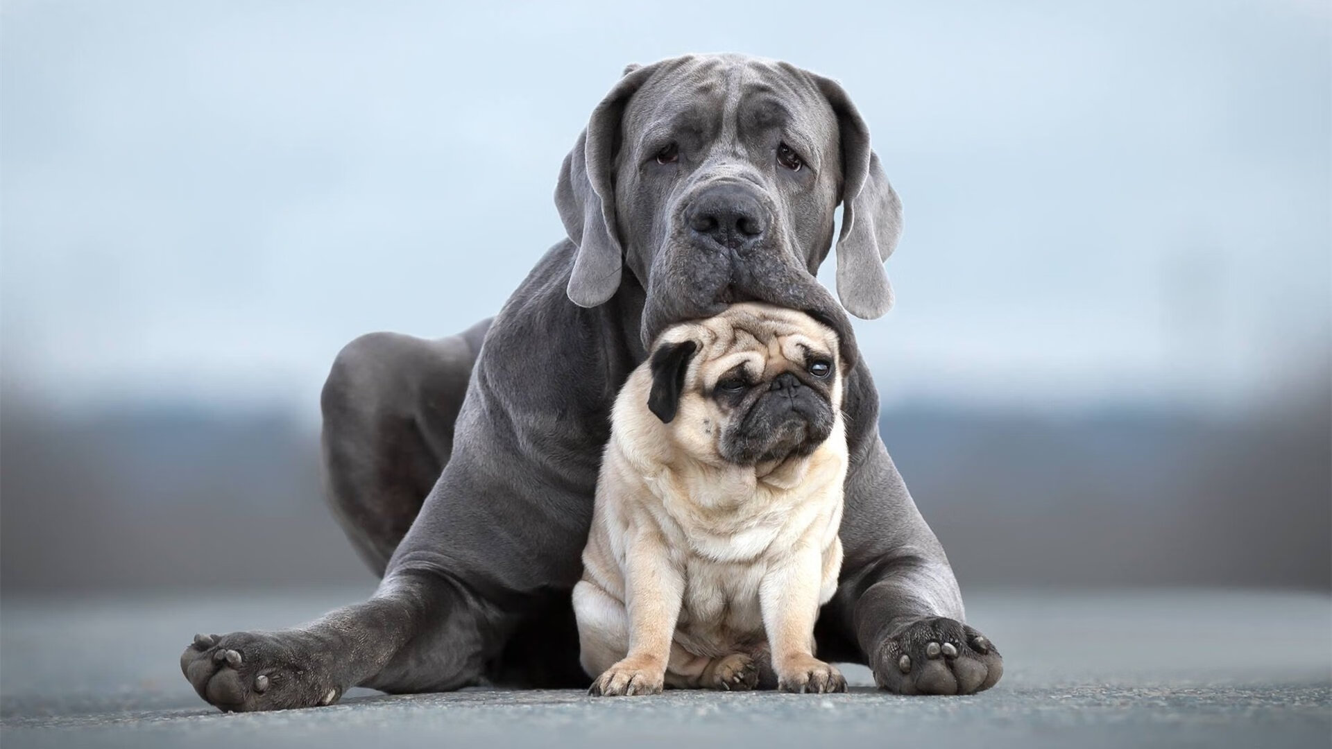 德国队的精密仪器，如何碾碎印度队的绚丽幻梦—黄鸭组合高光表现成赛场惊叹号