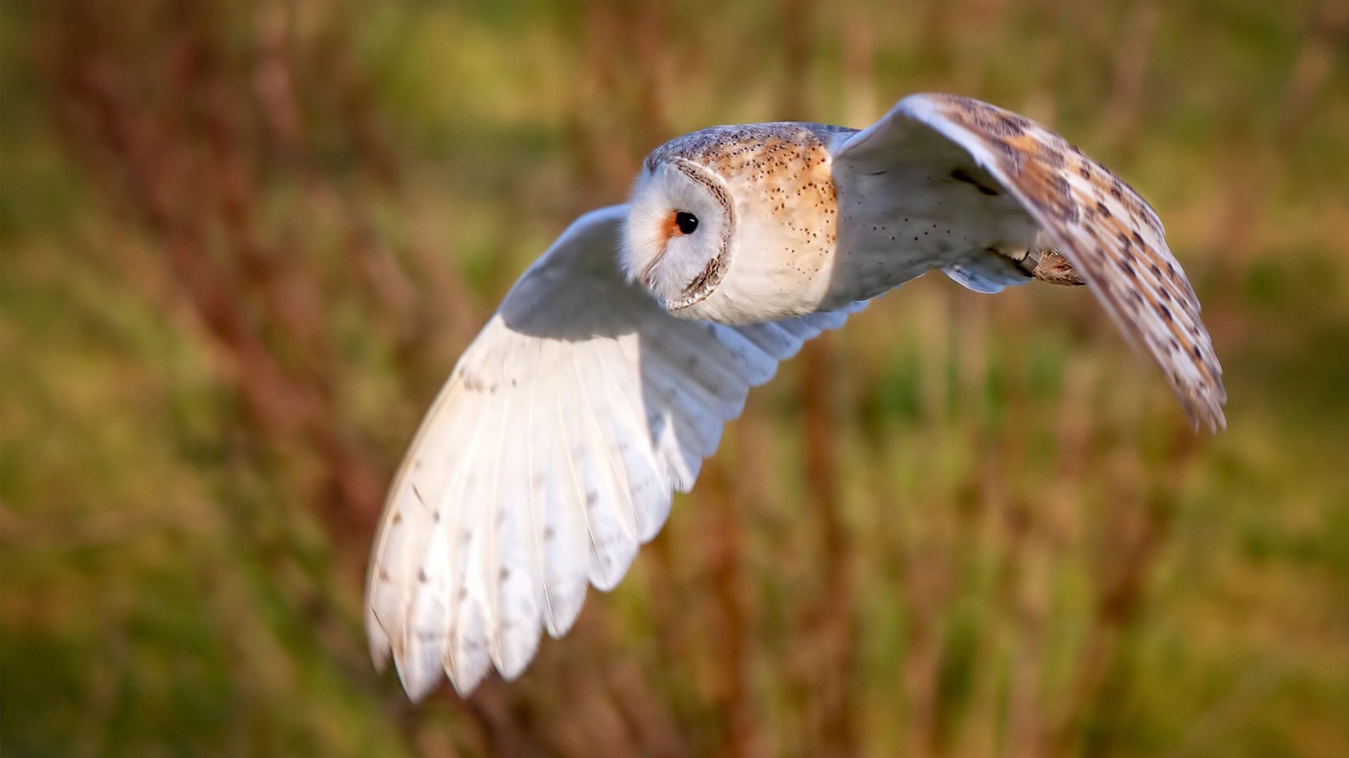横跨乒足，绝杀基因，他们共同洞穿了时光