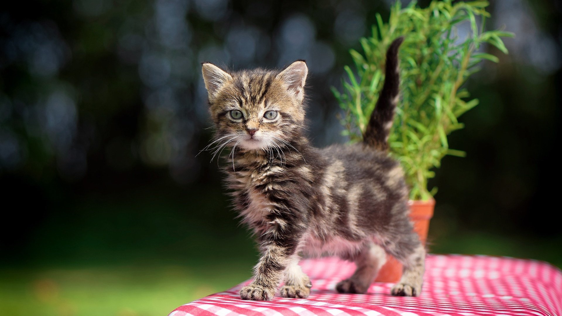 终场哨前的神迹，波尔一剑封喉，瑞典队绝境逆转波兰