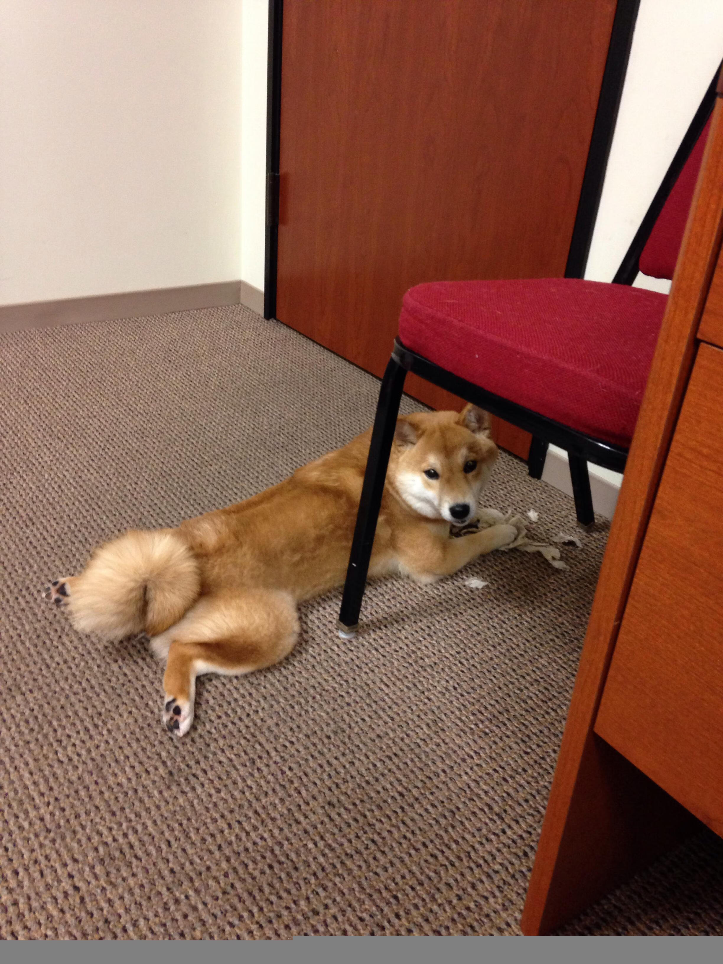 樱花与铁十字，当东方新锐力克宿敌，日耳曼传奇正写就孤独史诗