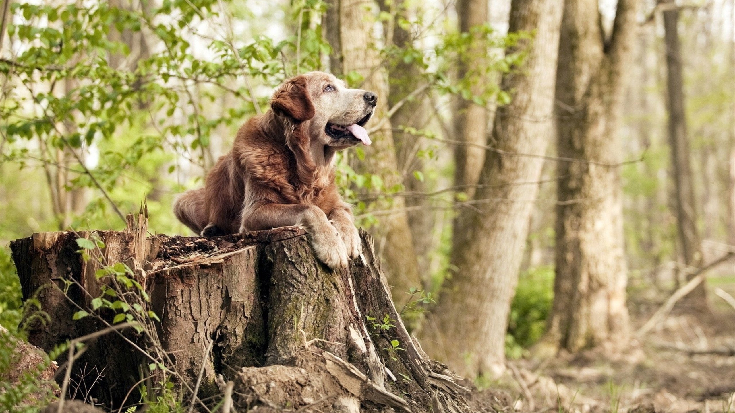 次元破壁！猛龙跨时空封锁浙江，布伦森东决接管撕裂维度