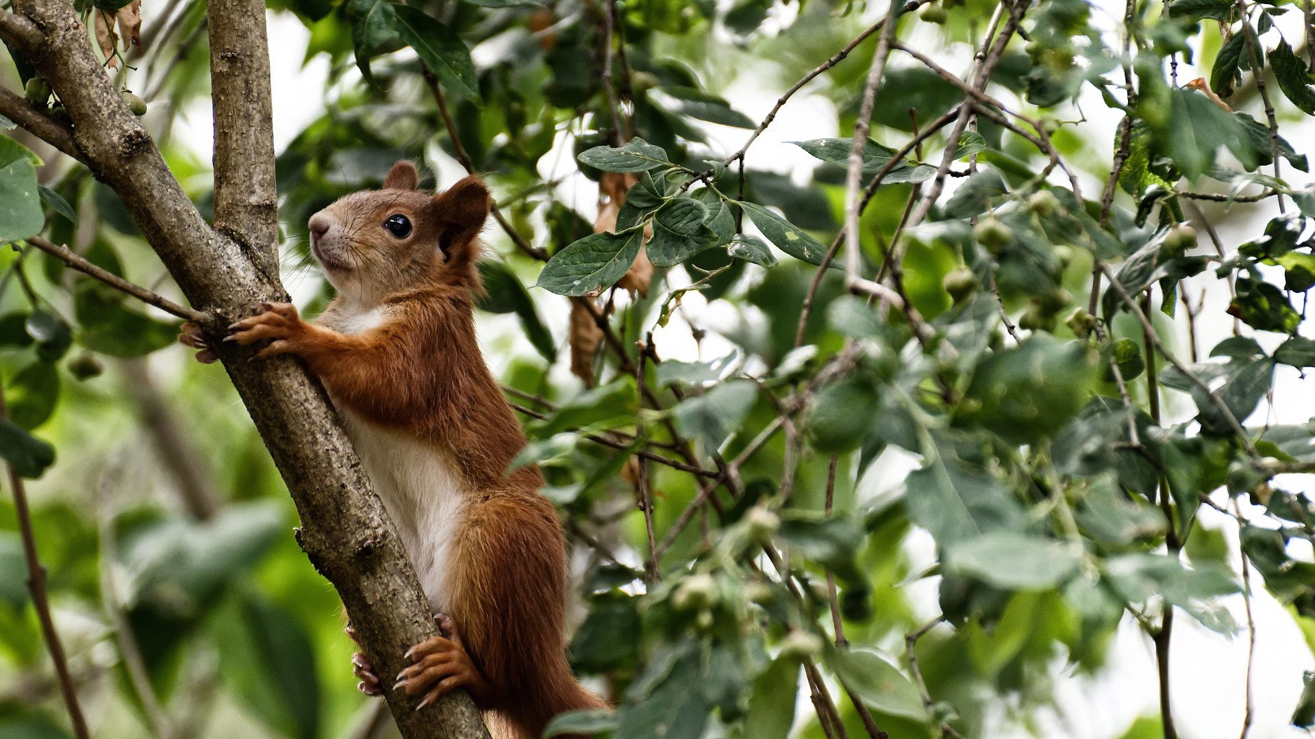 永恒骑士与过客王朝