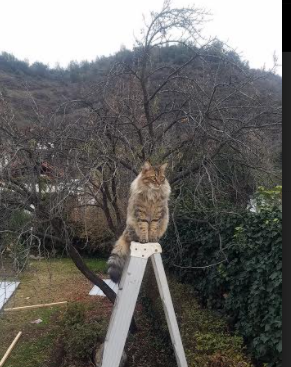 绿茵与硬木之间,唯一不灭的体育火焰