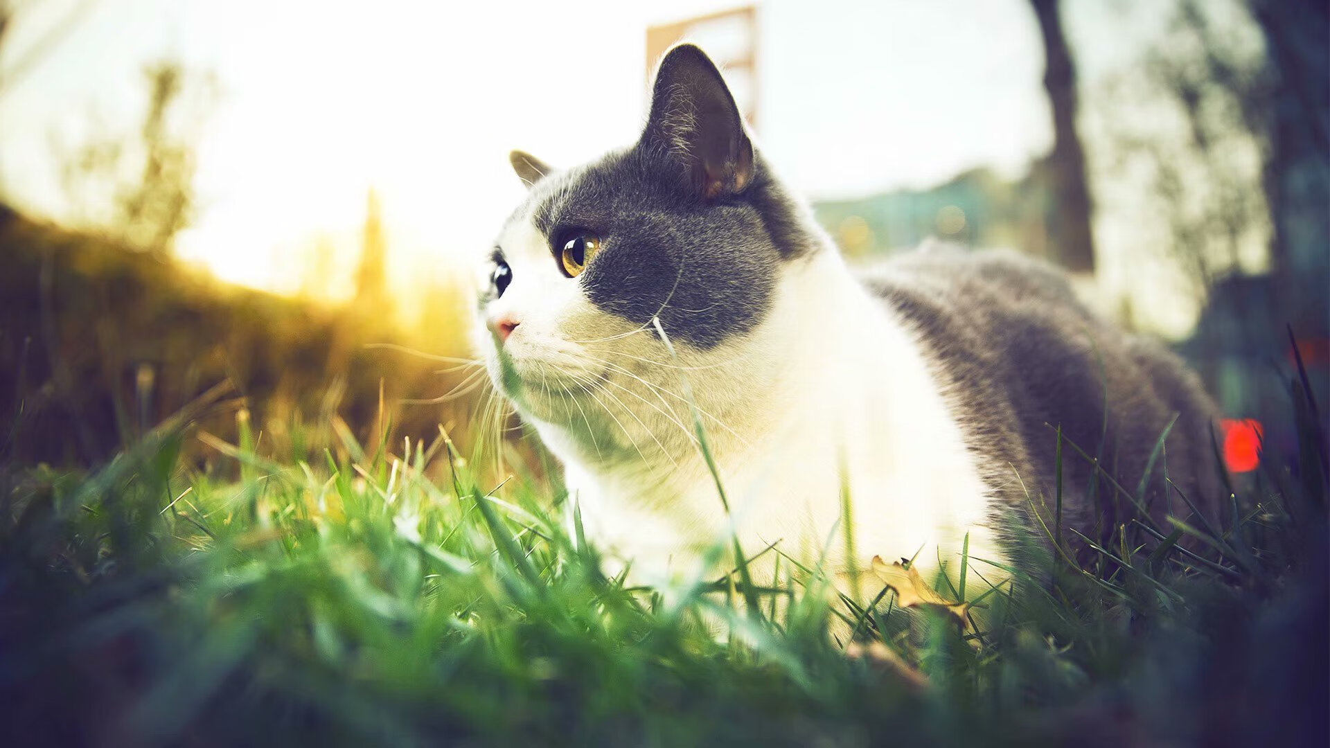 实力绽放夜,从东契奇的单骑救主到猛龙的逆袭启示录