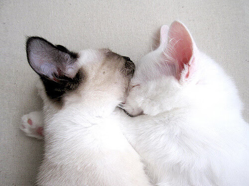 当库里面对晋湖联军,致命三分改写另类篮球史