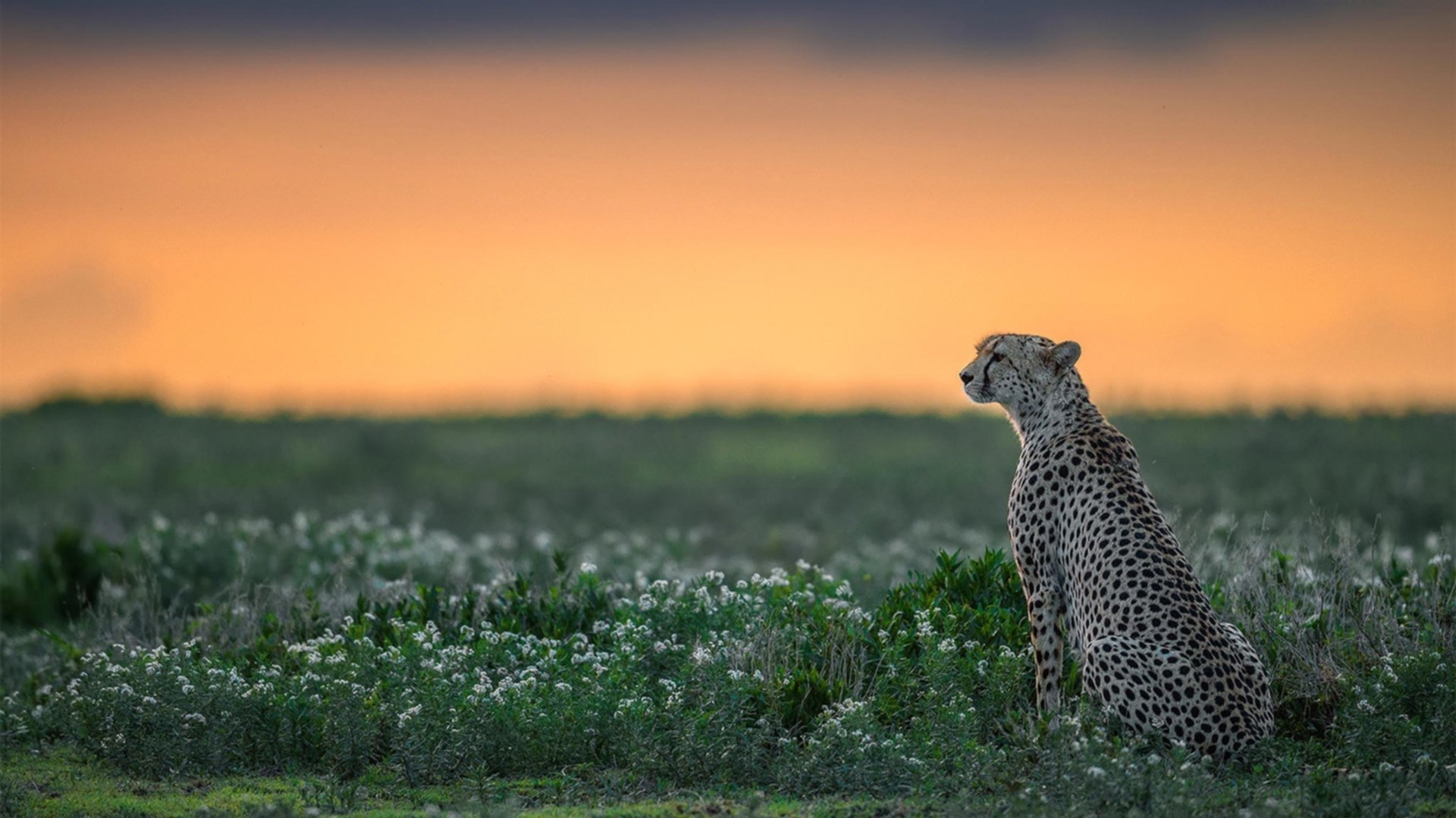 撕裂沙漠的最后一舞,法比尼奥血刃牙买加,西决式生死战中中场上帝的终极接管