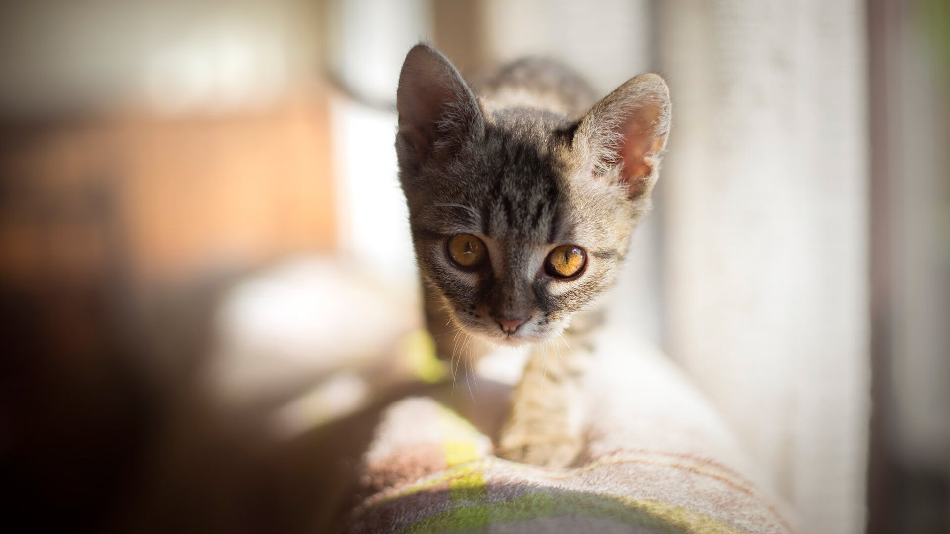 破解魔术的密码，约基奇在封魔之战中成为唯一解