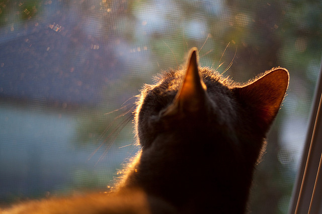 双重奏的终章,欧冠角斗场与森林狼狂潮的交响