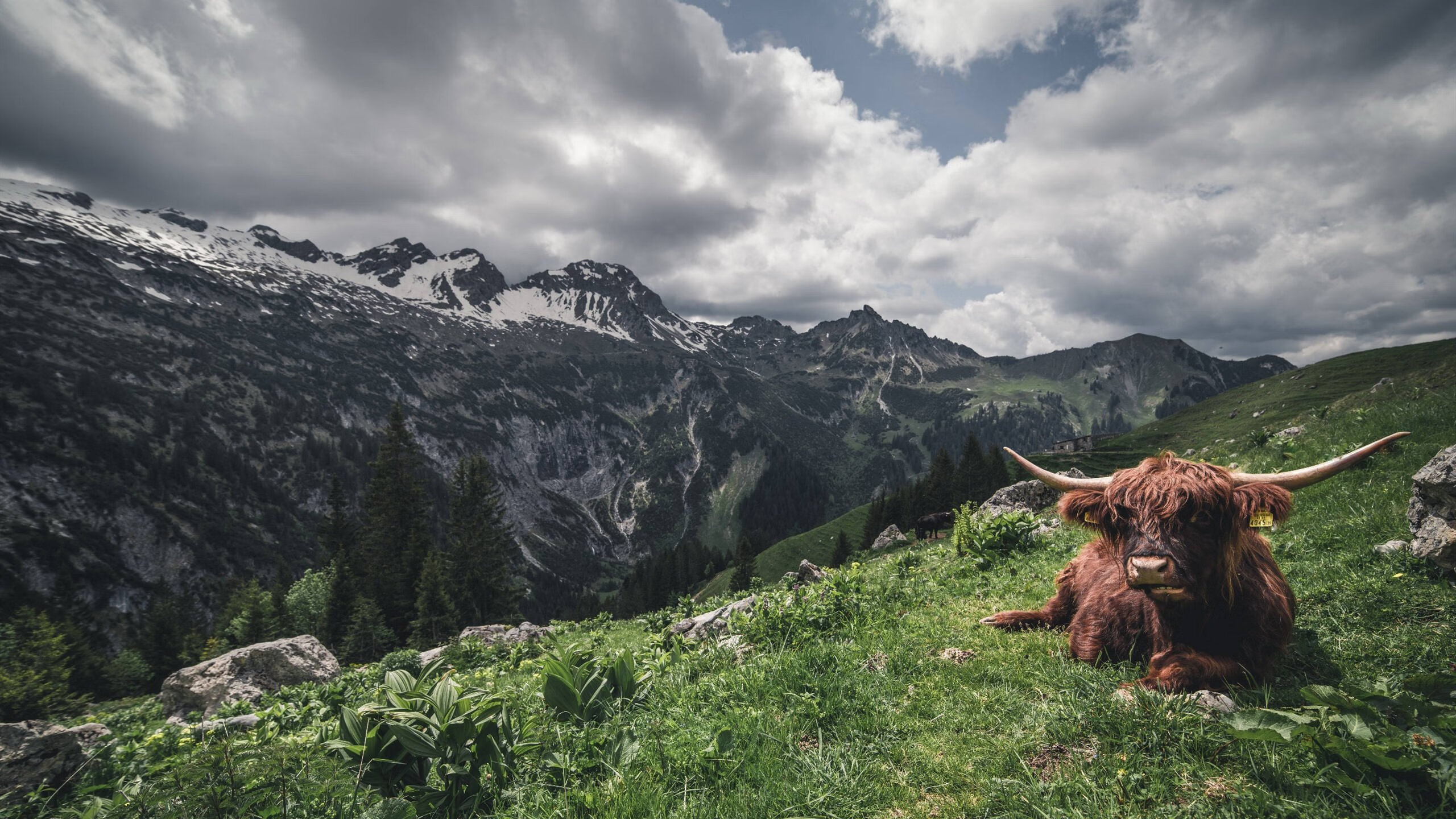 独舞与铁幕,西亚卡姆风暴与尼克斯的窒息式胜利