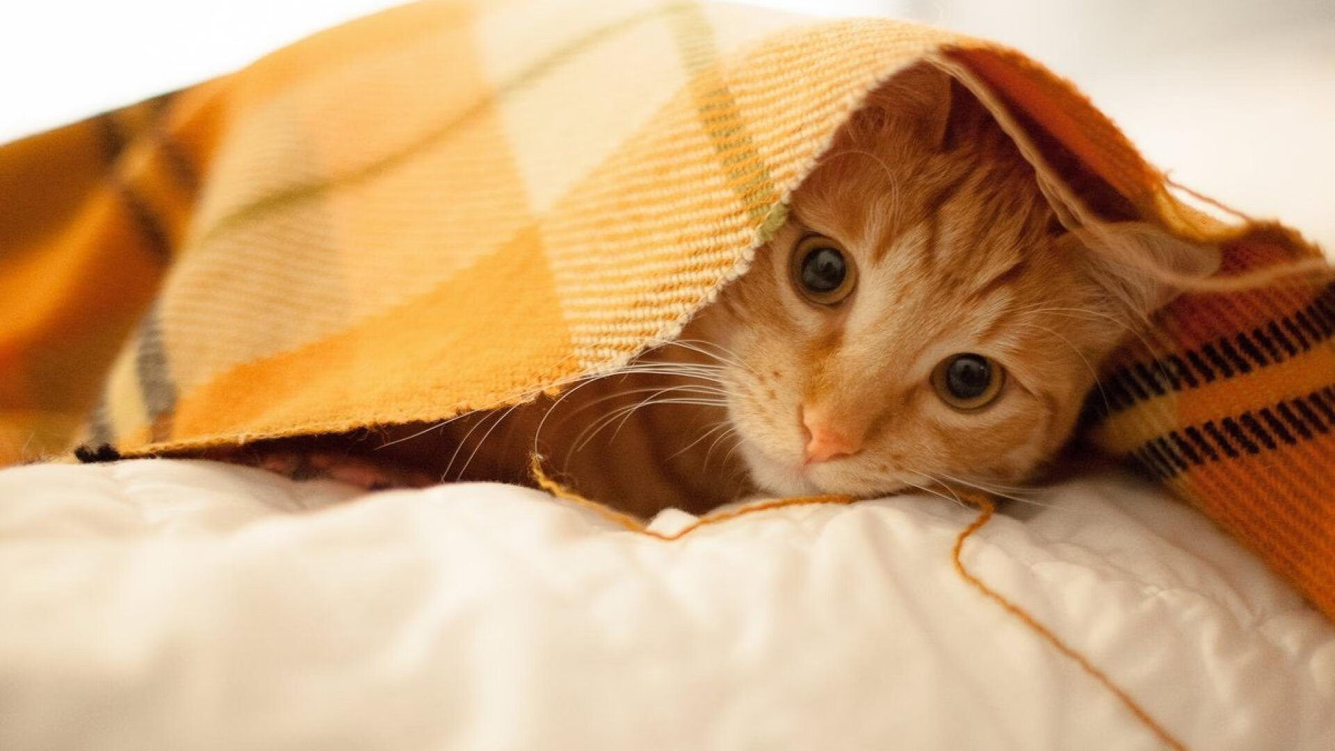 孤岛的轰鸣，凯塞多在雷恩的暮色中划亮切尔西的灯塔