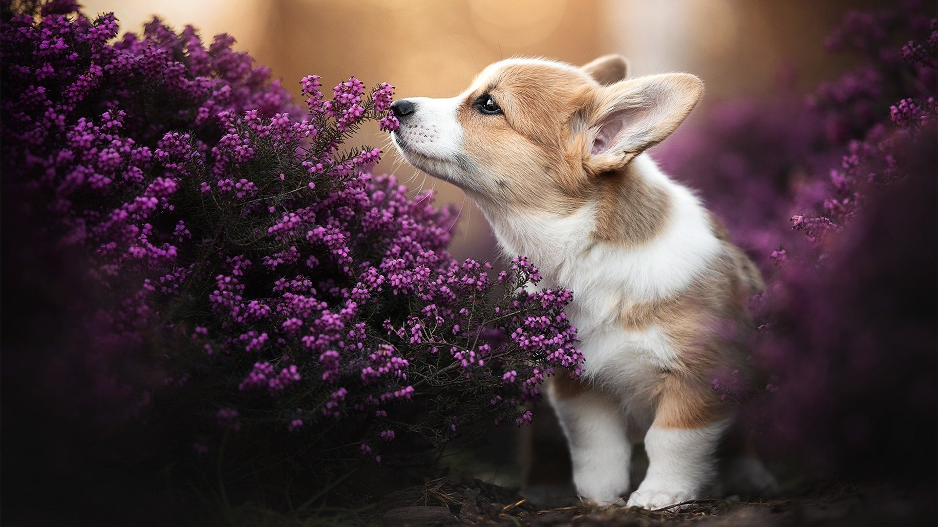 绝境鹰啸！爱德华兹化身点钞机摧毁深圳长城