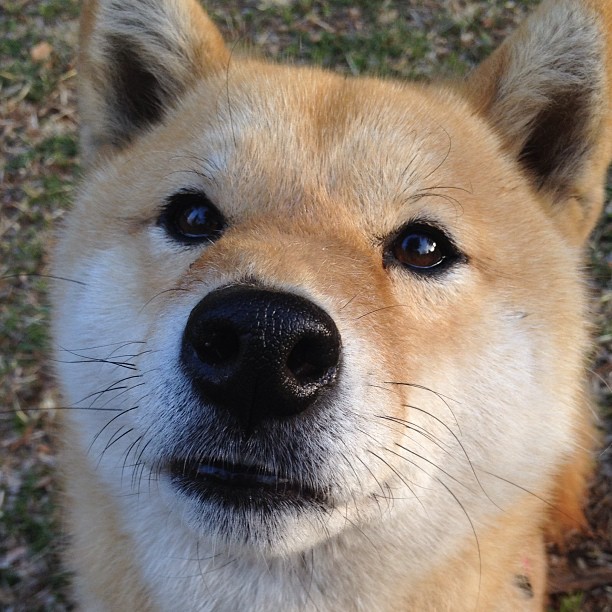 杜兰特47+12统治末节，独行侠鏖战力克广厦，献近年最震撼篮球个人秀
