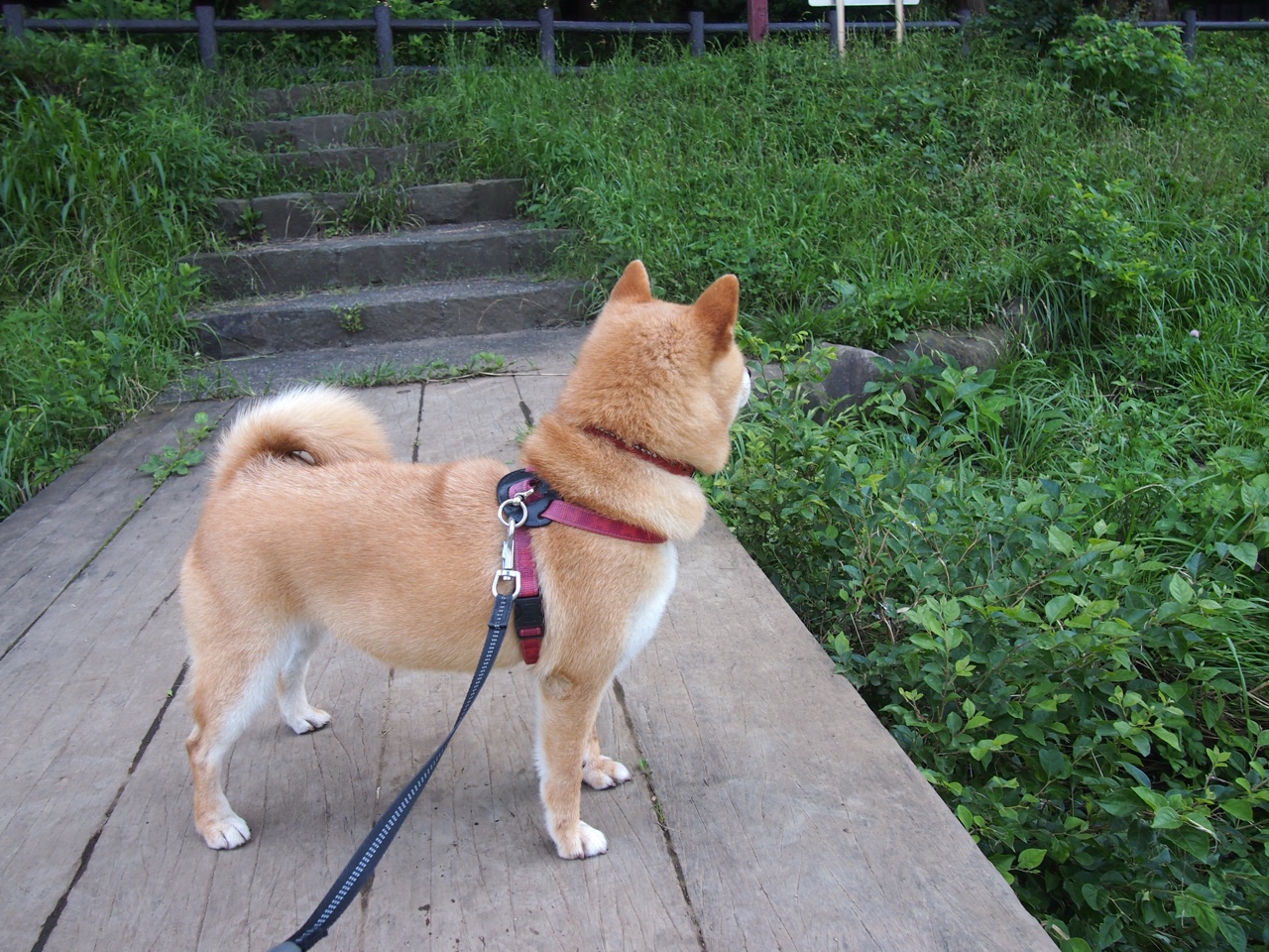 他不是救世主，他只是叫安东尼·爱德华兹