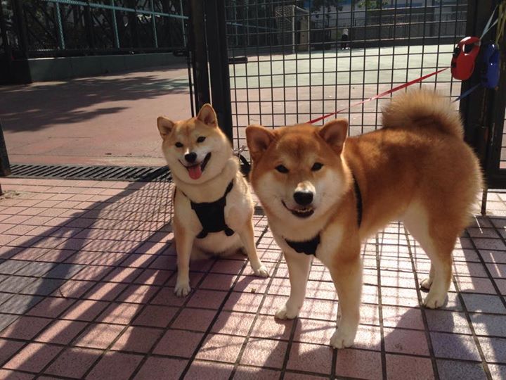 当精密钟表对阵红色风暴，奥利维耶的节奏之心