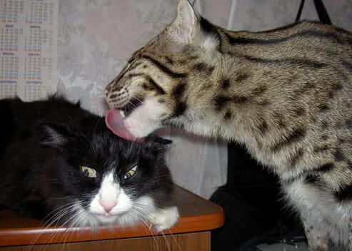 政治如球场,当巴黎强行终结伊拉克,佩德里在NBA总决赛接管比赛