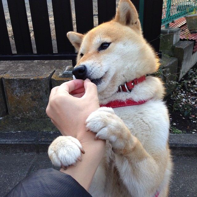 极致轰鸣与寂静绝杀，当F1引擎咆哮遇见文班亚马的关键节点