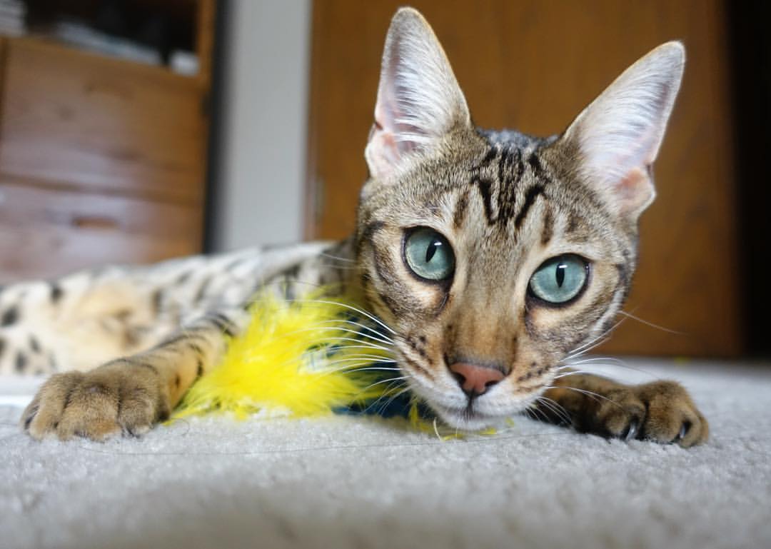 隔洋对决,当利拉德戴表时刻照亮篮网争冠路,浙江队如何破巨星魔咒?