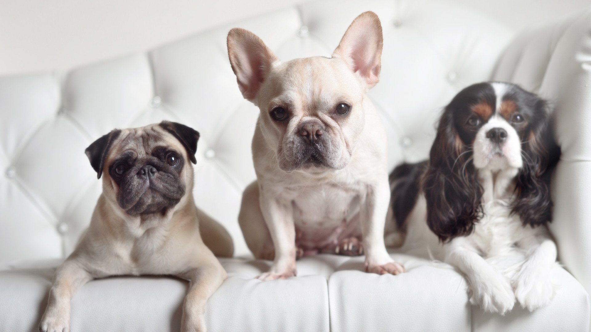 冰火交响曲,当多伦多猛龙在世界杯预演夜吞噬费城