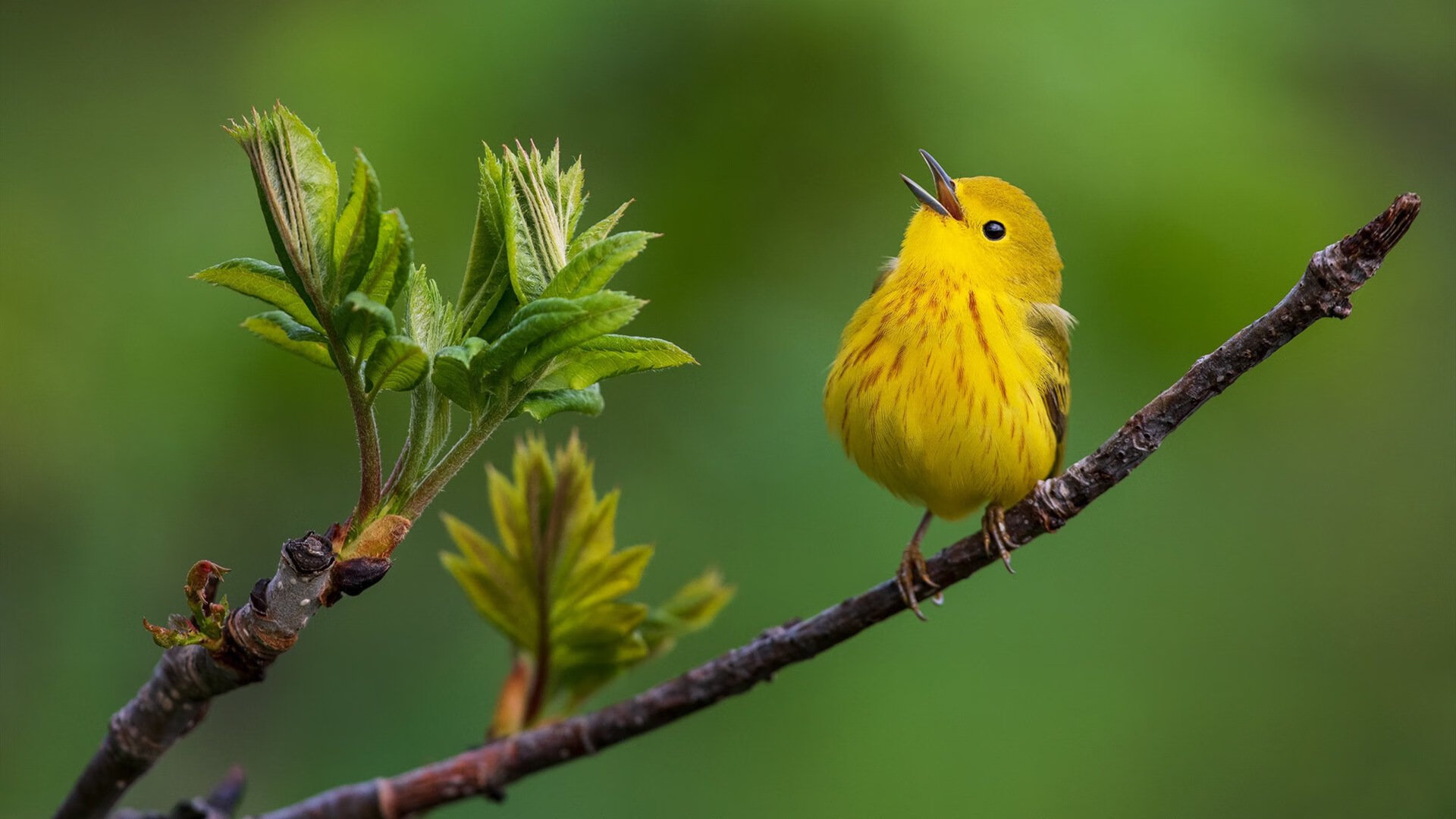 绿茵争锋映照篮坛烽火，命运加时赛中的热血与回响